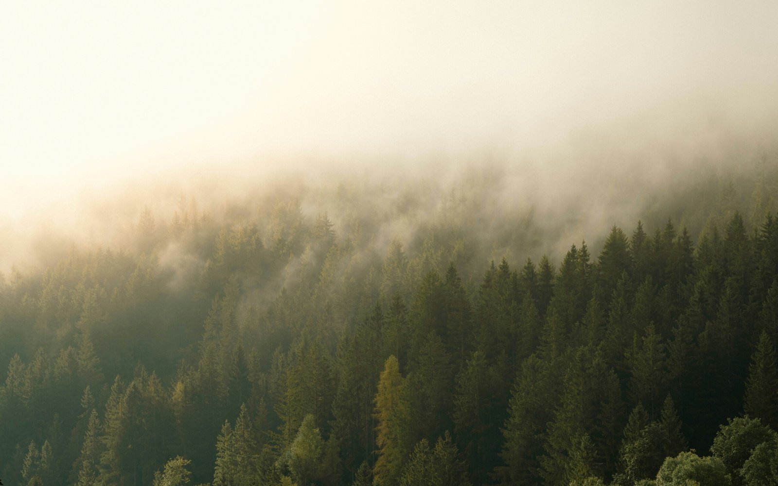 valentin ufji0v mtoc unsplash